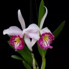 15 Seeds Orchid Taiwan Big Lip Flowers Easy to Grow Garden Tree