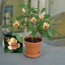 15 Seeds Banana Shrub Flowers Easy to Grow Garden Tree