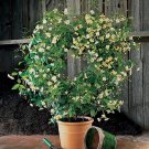 15 Seeds Asian Jasmine Mandanianum Flowers Easy to Grow Garden Tree