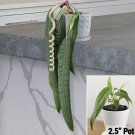 15 Seeds Anthurium wendlingeri Flowers Easy to Grow Garden Tree 15 Seeds Anthurium wendlingeri Flowers Easy to Grow Garden Tree