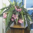 15 Seeds Angel Wing Begonia Flowers Easy to Grow Garden Tree 15 Seeds Angel Wing Begonia Flowers Easy to Grow Garden Tree