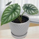 15 Seeds Alocasia Dragon Scale Flowers Easy to Grow Garden Tree