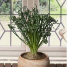 15 Seeds Albuca Frizzle Sizzle Flowers Easy to Grow Garden Tree 15 Seeds Albuca Frizzle Sizzle Flowers Easy to Grow Garden Tree