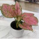 15 Seeds Aglaonema Ruby Ray Flowers Easy to Grow Garden Tree