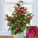 15 Seeds Abutilon Ruby Razzmatazz Flowers Easy to Grow Garden Tree