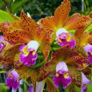 15 Seeds Orchid Waianae house plant garden flowers