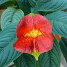 15 Seeds Hot Lips Psychotria house plant garden flowers 15 Seeds Hot Lips Psychotria house plant garden flowers