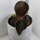 15 Seeds Jewel Orchid house plant garden flowers