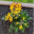 15 Seeds Oakleaf Yellow Picotee house plant garden flowers