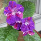 15 Seeds Cape Primrose house plant garden flowers
