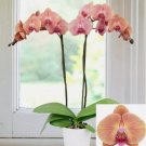 15 Seeds Orchid Midsummer Night house plant garden flowers