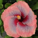 15 Seeds Hibiscus Rainbow house plant garden flowers