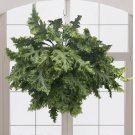 15 Seeds Fern Microsorum Dragons Wing house plant garden flowers 15 Seeds Fern Microsorum Dragons Wing house plant garden flowers