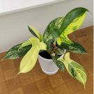 15 Seeds Philodendron Florida Beauty house plant garden flowers 15 Seeds Philodendron Florida Beauty house plant garden flowers