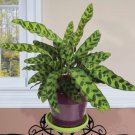 15 seeds Rattlesnake Plant house plant garden flowers