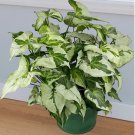 15 Seeds Syngonium Three Kings house plant garden flowers
