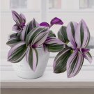 15 Seeds Tradescantia Nanouk house plant garden flowers