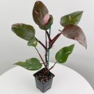 15 seeds Philodendron Pink Princess house plant garden flowers 15 seeds Philodendron Pink Princess house plant garden flowers
