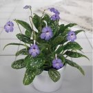 15 Seeds Vietnam Violet house plant garden flowers 15 Seeds Vietnam Violet house plant garden flowers