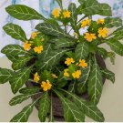 15 Seeds Firecracker Plant house plant garden flowers