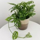 15 Seeds Swiss Cheese Plant house plant garden flowers