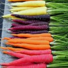 300 Seeds Rainbow Carrot heirloomseedguy NON GMO