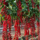 100 Seeds Waterfall Tomatoes Sweet High Yield Heirloom Organic