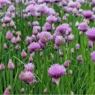 300 Seeds Common Chives NON-GMO