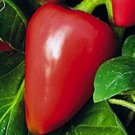 50 Seeds Pimento Sweet Pepper NON-GMO Heirloom