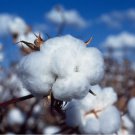 38 Seeds White Cotton Gossypium Non-GMO Plant Garden