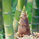 50 Seeds Giant Moso Bamboo Perennial evergreen Grows Edible shoots USA