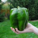 30 Seeds Emerald Giant Bell Pepper Sweet Non GMO Heirloom Organic