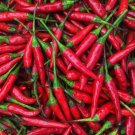 30 Seeds Thai Hot Pepper Non GMO 30 Seeds Thai Hot Pepper Non GMO