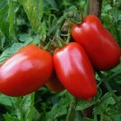 30 Seeds San Marzano Tomato Italian Pasting Determinate NON GMO