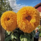 50 Yellow Enchanting Giant Teddy Bear Sunflower Seeds