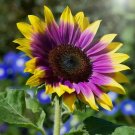 50 Purple Heart Sunflower Seeds Plant Garden 50 Purple Heart Sunflower Seeds Plant Garden