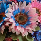 50 Double Flowered Sunflower Blue Pink Miracle Seeds 50 Double Flowered Sunflower Blue Pink Miracle Seeds