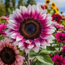 50 Seeds Strawberry Blonde Hybrid Sunflower Non-GMO Heirloom Variety