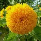 50 Seeds Teddy Bear Dwarf Sunflower Non GMO Heirloom Blooms