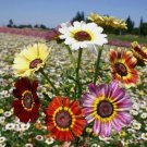50 Seeds Painted Mix Daisy Flower Non GMO Heirloom Pink Indian Blanket Colors