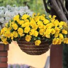 100 Seeds Bingo Series Yellow Pansy Early Maturing
