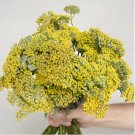 500 Seeds Yellow Achillea Millefolium Vibrant Gardens