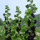 50 Seeds Black Hollyhock Elegant Perennial Blooms for Your Garden