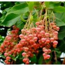 100 Lily of the Valley Sourwood Seeds Oxydendrum arboreum Honey Bee Tree