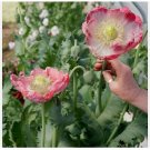 1000 Giant Rattle Poppy Seeds Somniferum Massive Huge Blooms