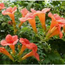 100 Seed Flower Vine Perennial Trumpet Creeper Campsis radicans