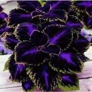 25 Seeds Black Purple Coleus Bold Foliage Plant