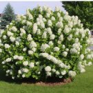 50 Seeds Hydrangea White Flower Bush Hedge Shrub quercifolia