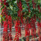 100 Seeds Waterfall Tomatoes Sweet High Yield Heirloom Organic Rare