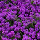 75 Violet Moss Verbena Seeds - Heirloom Perennial Groundcover Flower 75 Violet Moss Verbena Seeds - Heirloom Perennial Groundcover Flower